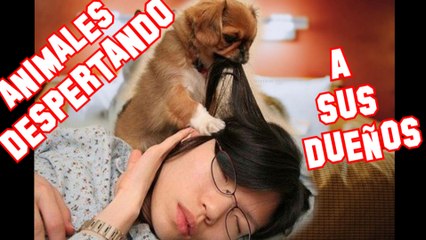 ANIMALES Y MASCOTAS DESPERTANDO A SUS DUEÑOS DE LA MANERA MAS GRACIOSA | OSCAR JACK