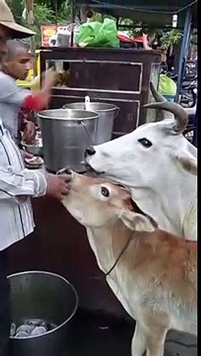 Man cows comady  video