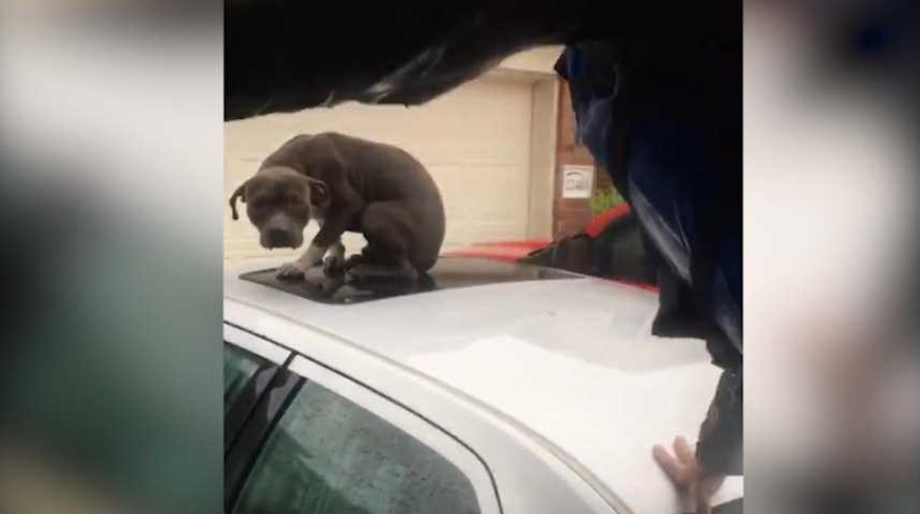 Ce chien abandonné a été sauvé des eaux en pleine tempête Harvey