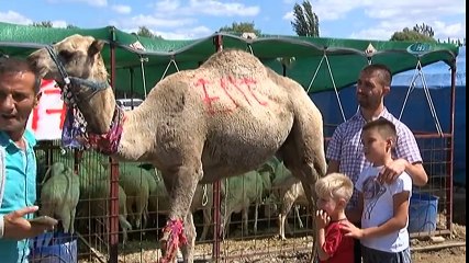 700 Kiloluk Kurbanlık Deve Alıcısını Bekliyor