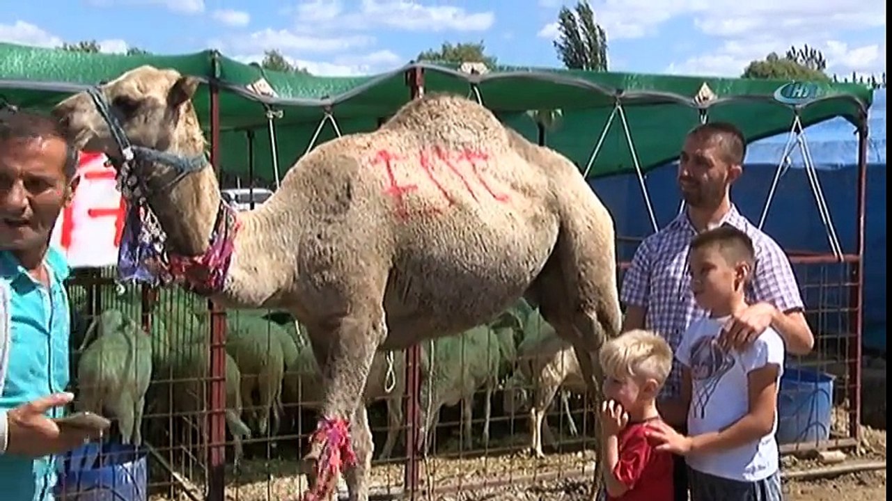 700 Kiloluk Kurbanlık Deve Alıcısını Bekliyor