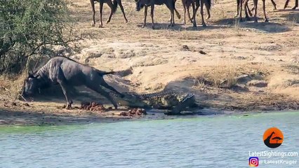 Un hippopotame aide un gnou attaqué par un crocodile