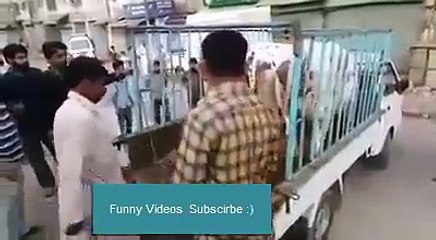 Qurbani Bulls Ran Away _D Bakra Eid 2015