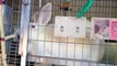 Holland Lop Rabbit Giving Birth - Baby Bunny Updates