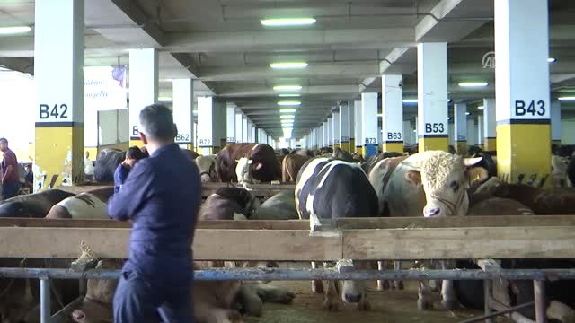 Kurban Pazarlarında Arife Yoğunluğu