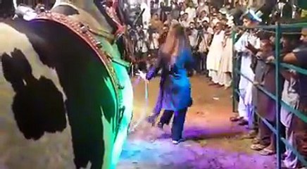 Dance With Cow In Eid Ul Azha, Alas!