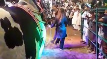 Dance With Cow In Eid Ul Azha, Alas!