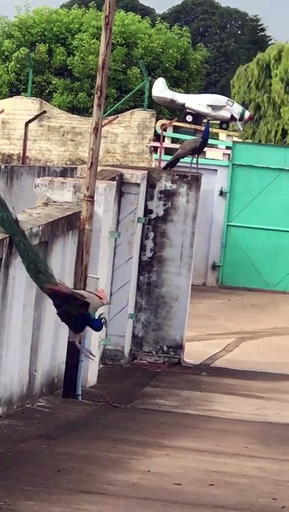 Amazing Peacock
