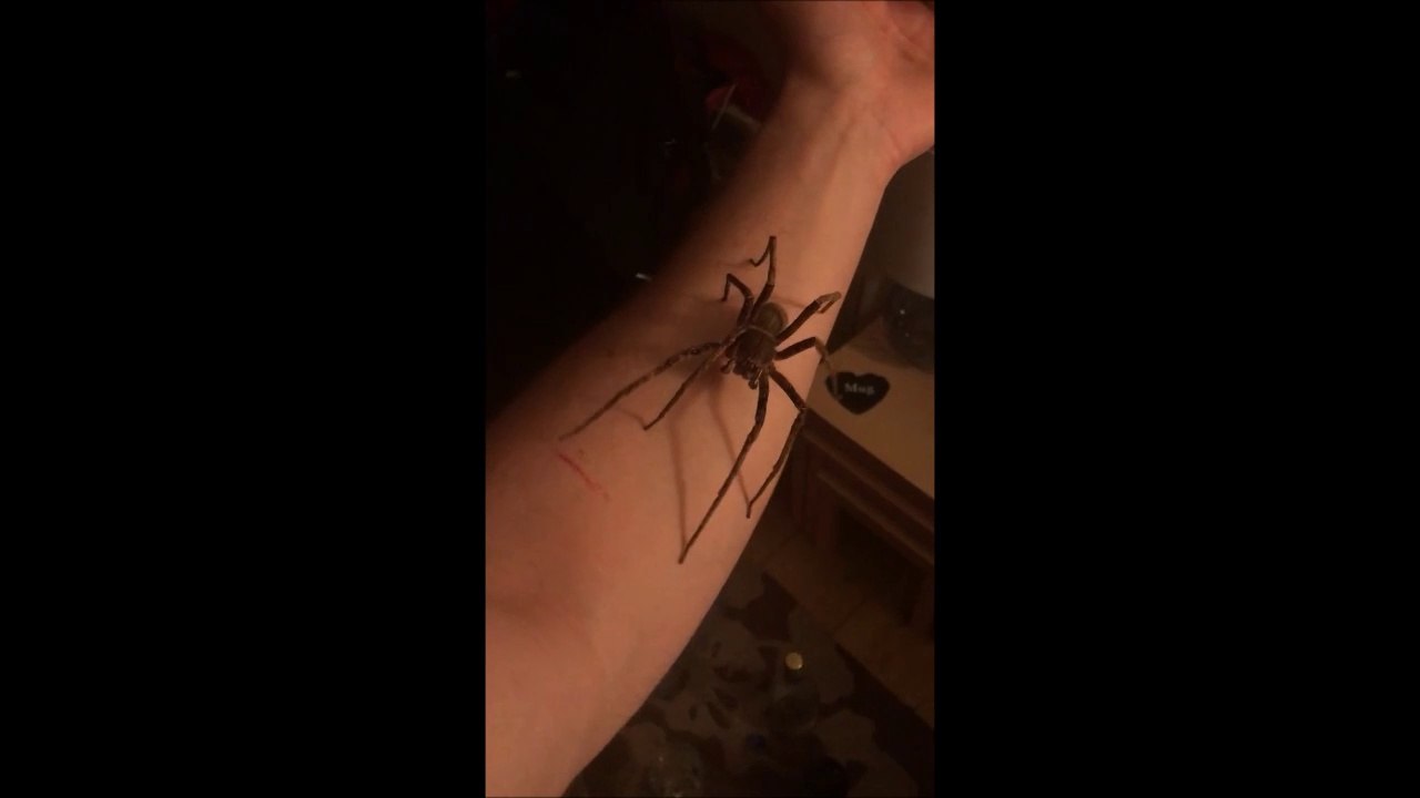 Il manipule la plus dangereuse des araignées, la Brazilian Wandering Spider