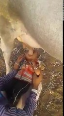Em bé bú sữa bò trực tiếp