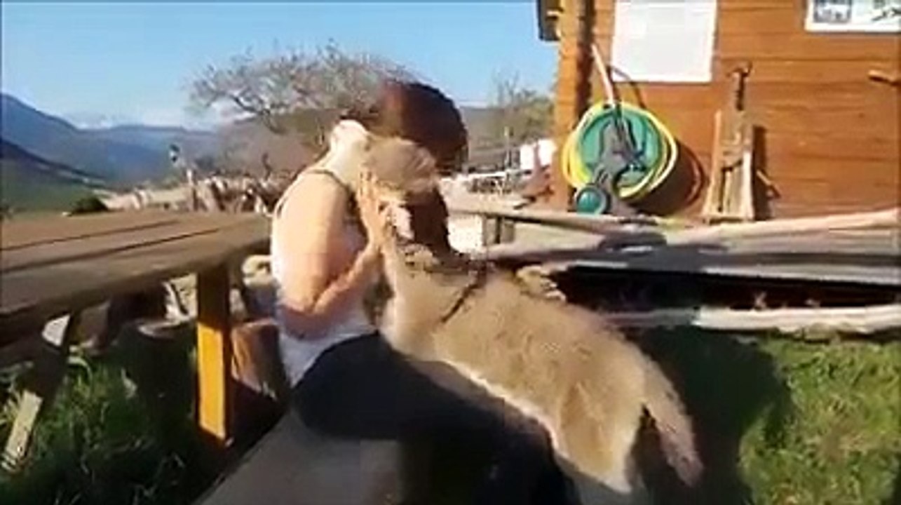 ❤️ ❤️ ❤️ شاهد ماذا يفعل الحمار الطيوب