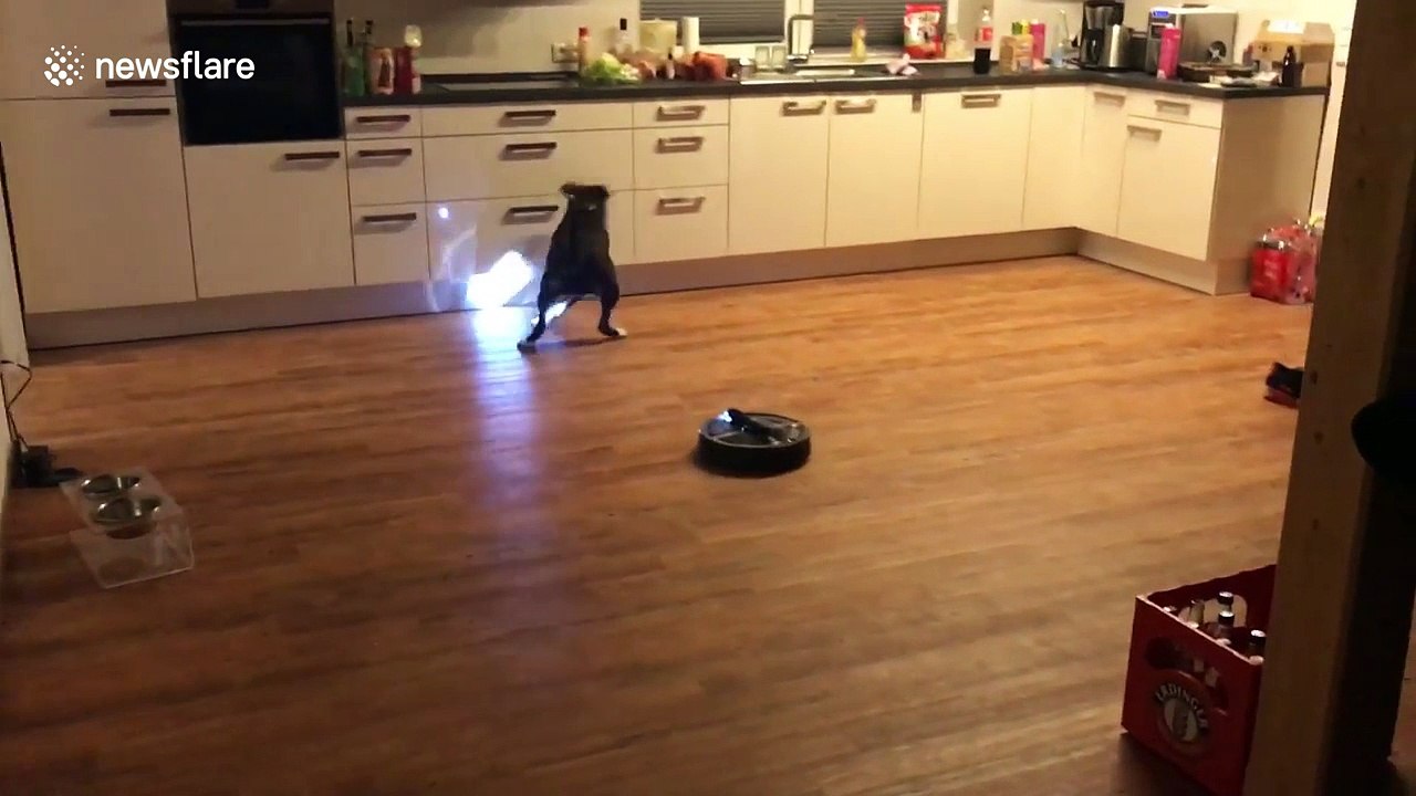 Roomba vs dog vs flashlight