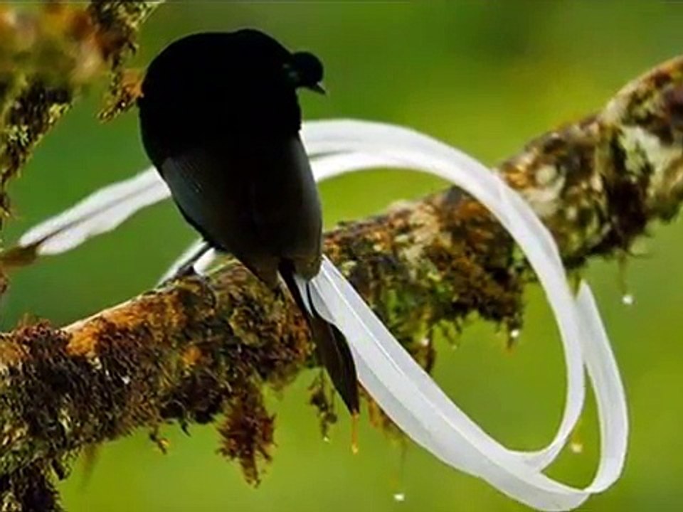 ❤️ أجمل طيور الجنة سبحان الخالق المصور