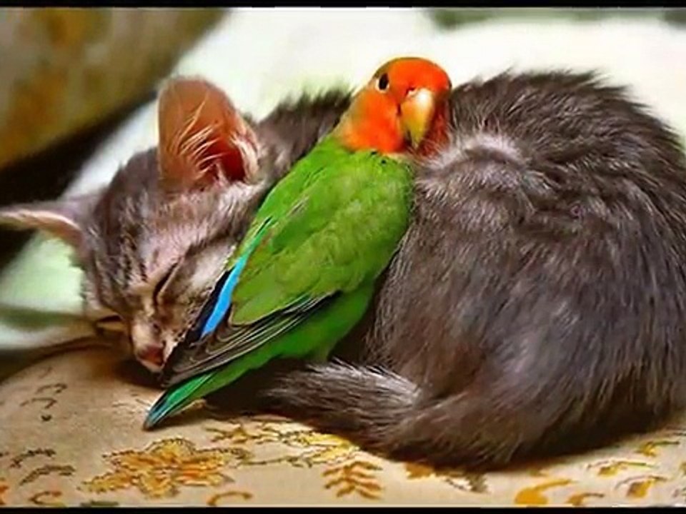 ❤️ الحيوانات أصبحت أرحم من البشر في زماننا