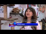 Keunikan Museum Kucing di Singapura - NET5