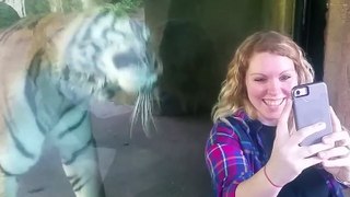 La réaction de cette tigresse devant une femme enceinte est incroyable !