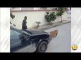 Pitbull puxa carro na Tunísia; é incrível