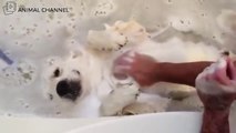 犬をダメにする泡風呂・泡風呂が気持ち良すぎて骨抜きにされるゴールデンレトリバー #3