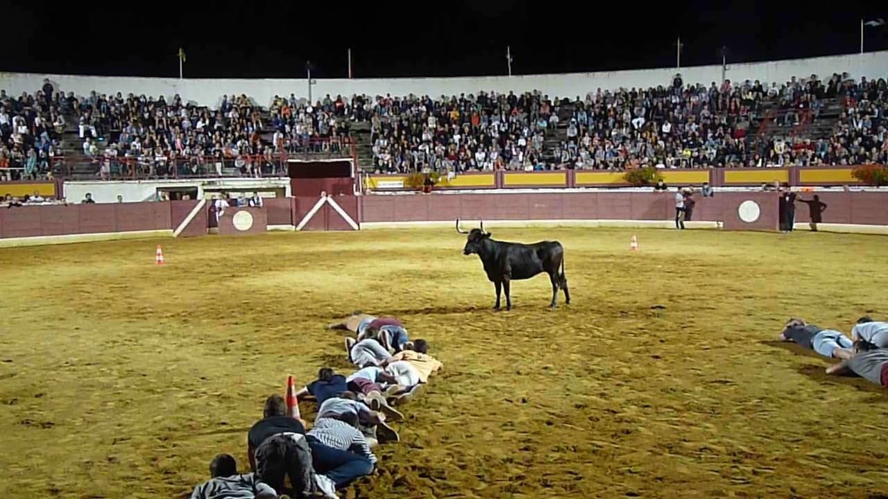 Jeu de la chenille avec une vache landaise