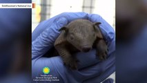 Smithsonian's National Zoo Celebrates Birth Of Adorable Armadillo Pups