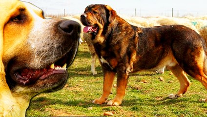 MASTIN ESPAÑOL O MASTIN DE EXTREMADURA