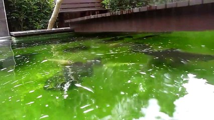 Download Video: Une piscine transformée en aquarium géant rempli d'énormes poissons !!