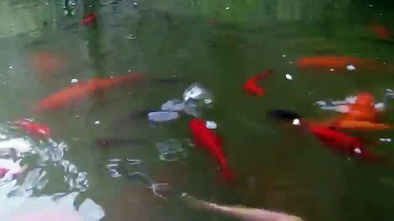 Chats un pour vidéo film pour chat |