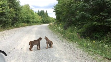 Rencontre inédite de 2 Lynx en pleine forêt !