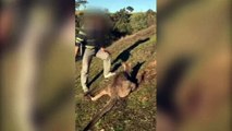 Phẫn nộ cảnh tượng người đàn ông Trung Quốc dùng dao giết hại dã man kangaroo ở New South Wales