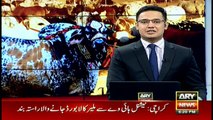 Sheikh Rasheed buys two camels for Eid ul Azha