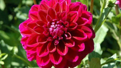 Dahlia Flowers - King of Flowers.