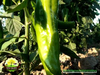 331 Çanakkale Kumkale