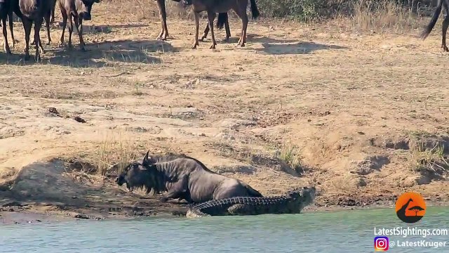 Un crocodile n'a pas réussi d'attraper sa proie à cause d'une intervention d'un hippopotame