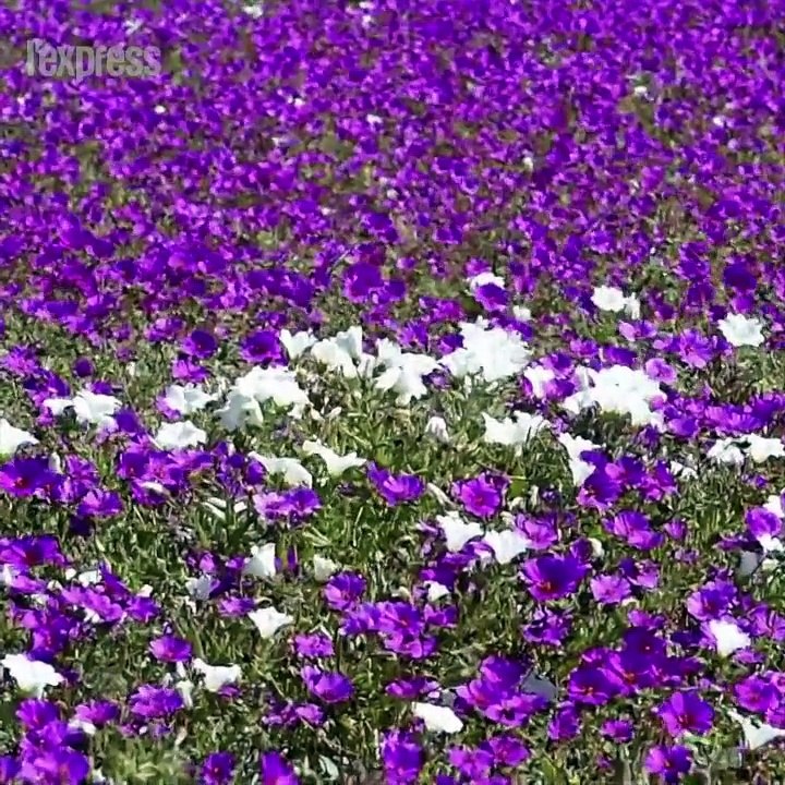 Chili: un parterre de fleur recouvre le désert le plus aride du monde