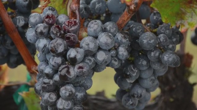 Las bodegas de vino florecen en la tierra donde comenzó la independencia de México