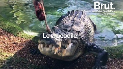 8 espèces qui pourraient vous tuer.