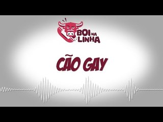 Boi na Linha: cão gay