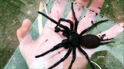 Une des mygales les plus agressives au monde : la Macrothele gigas