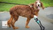 You won’t believe how happy this 9-year-old Irish Setter is with her new custom prosthetic leg