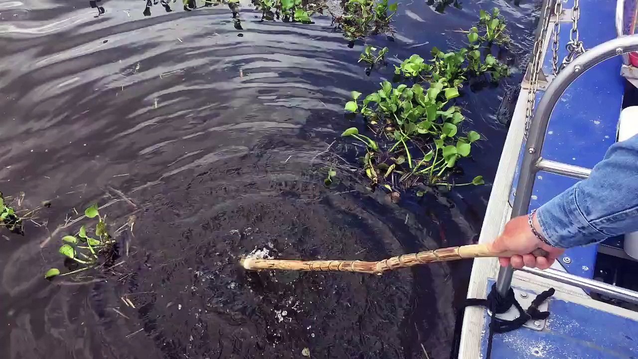 Gator Lunch Time