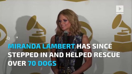 Miranda Lambert helped rescue over 70 dogs from Harvey