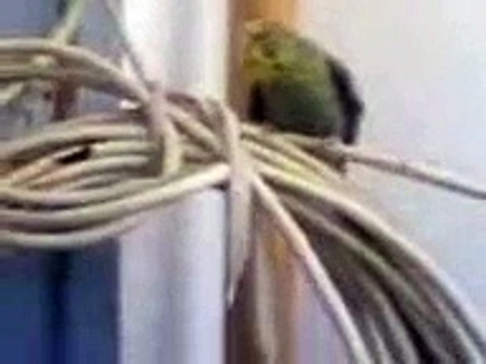 oiseau
