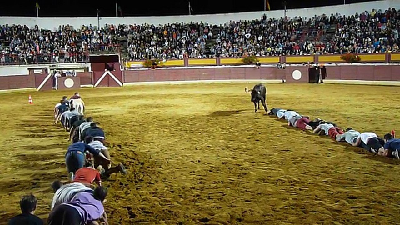 Jeu de la chenille avec une vache landaise