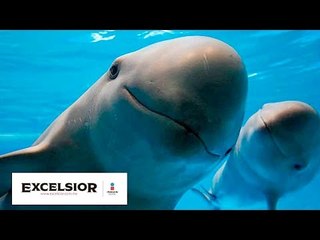La protección de la vaquita marina debe ser constante