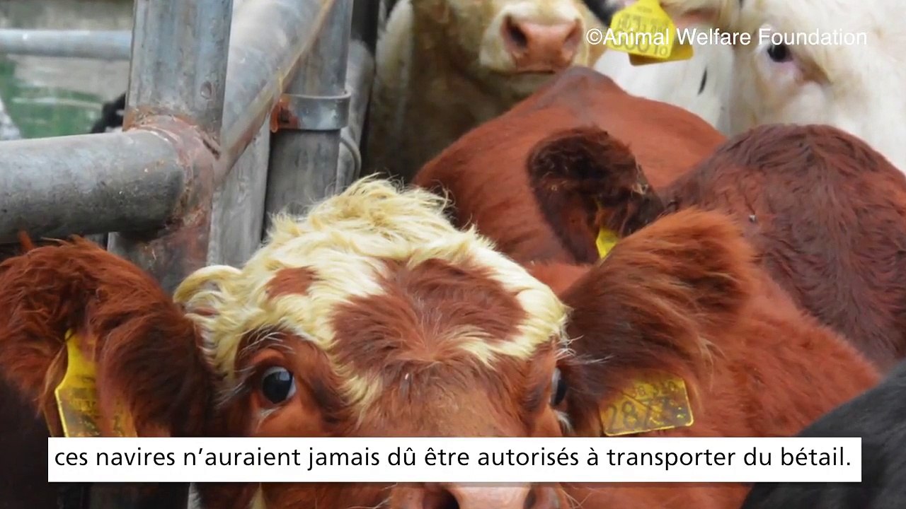 Exportation d'animaux l'enfer en mer (Enquête)