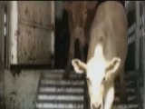 Síndrome de vacas flacas afecta a mas de 1 millón de animales