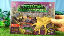 Triceratops Skeleton - Dinosaur Bones construction of Triceratops fossil - Dinosaur toy Jo
