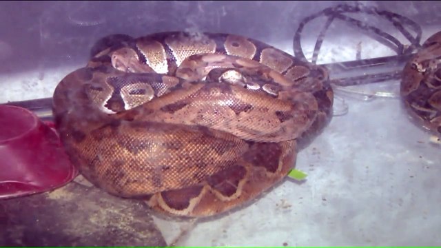 Women Posing as Cops Steal $10K That Was Inside Tank of Snakes from 78-Year-Old Woman