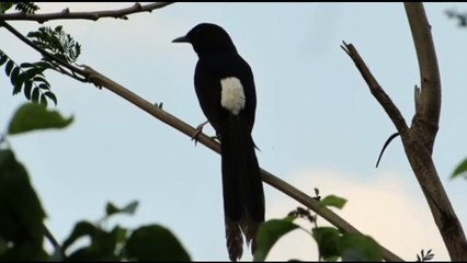 Bird - White Rumped Shama