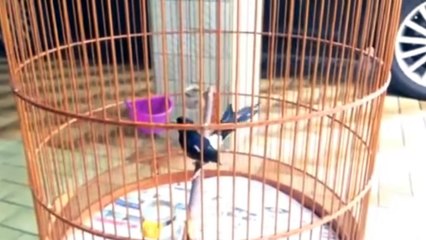 Bird - White Rumped Shama